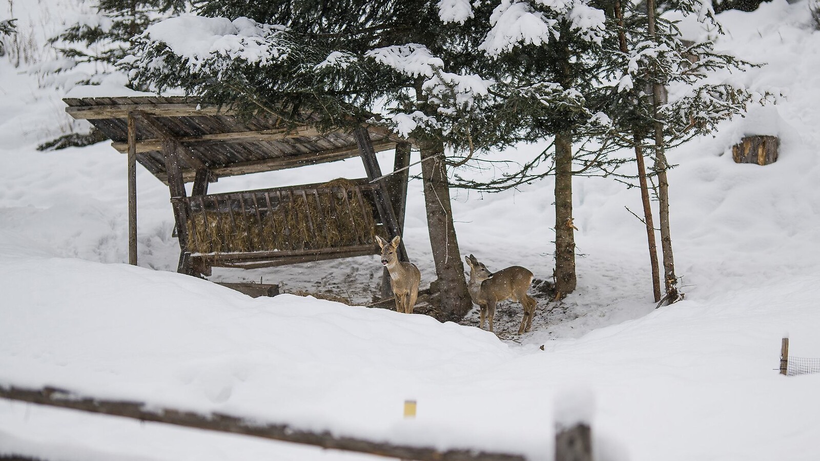 Standard "silenzio della foresta" A 