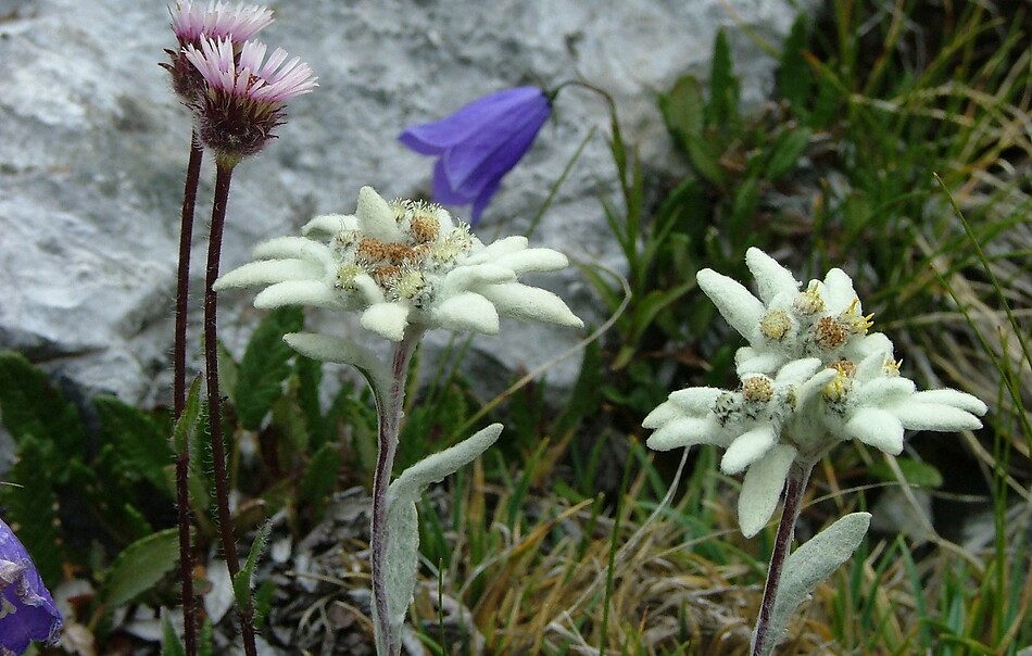La primavera in montagna